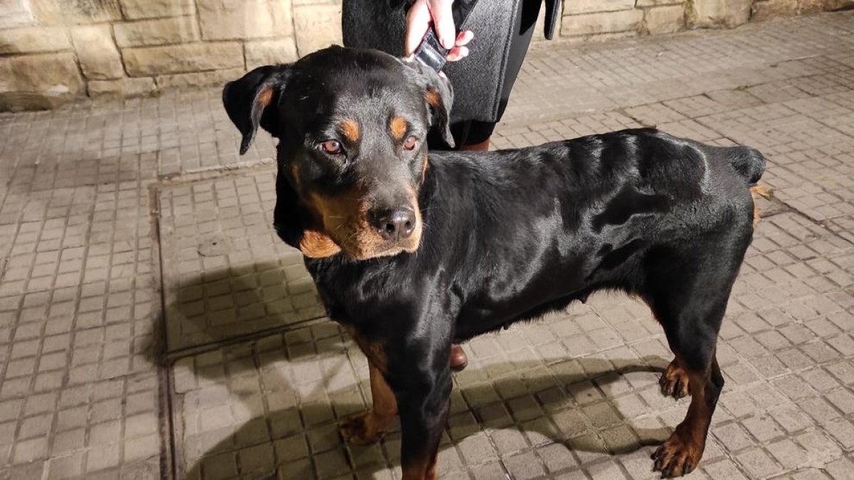 Quejas porque ningún servicio custodiaba los perros perdidos en Tarragona