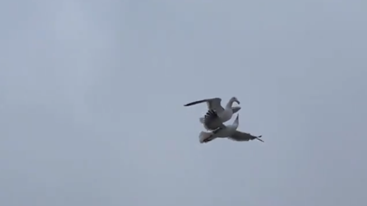 Una gavina es fa viral per usar el llom d'un altra en ple vol