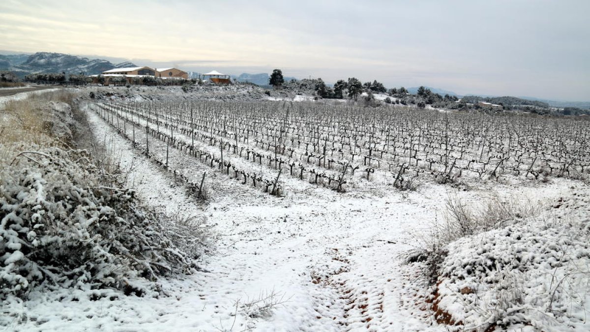 Viticultors tarragonins asseguren que la nevada serà beneficiosa per la vinya