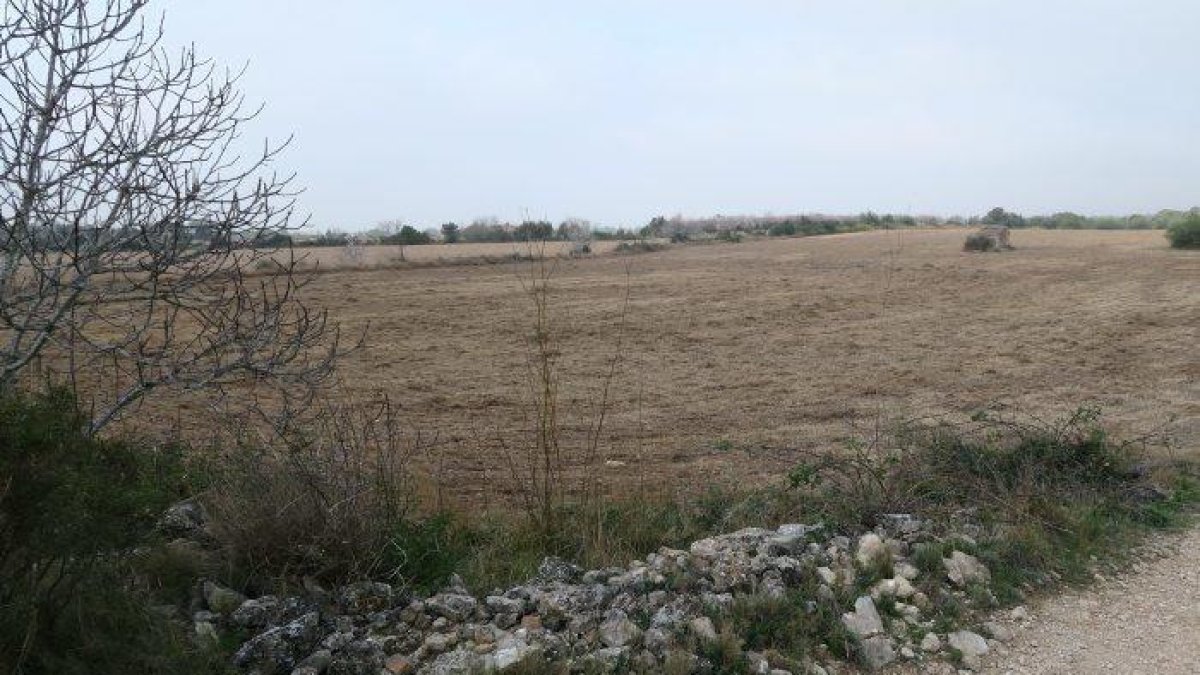 El Incasòl alquila una finca en el Pla de Santa Maria para hacer un parque fotovoltaico