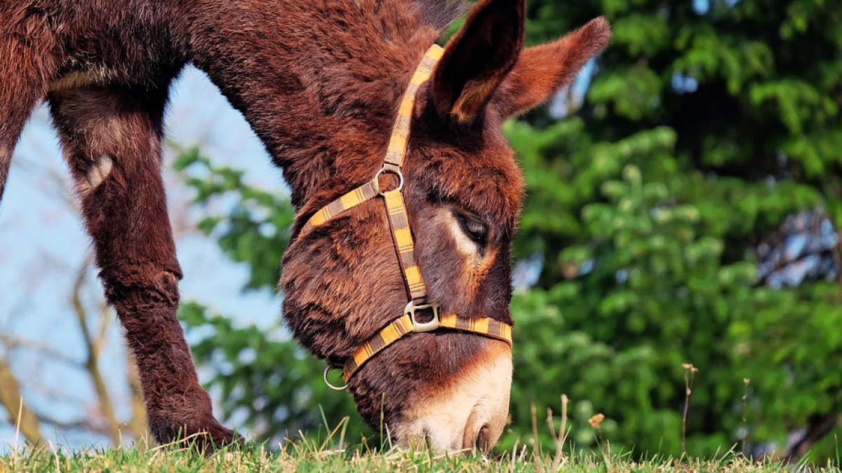 El suero de plasma de burros, la nueva apuesta de Bolivia contra la covid-19