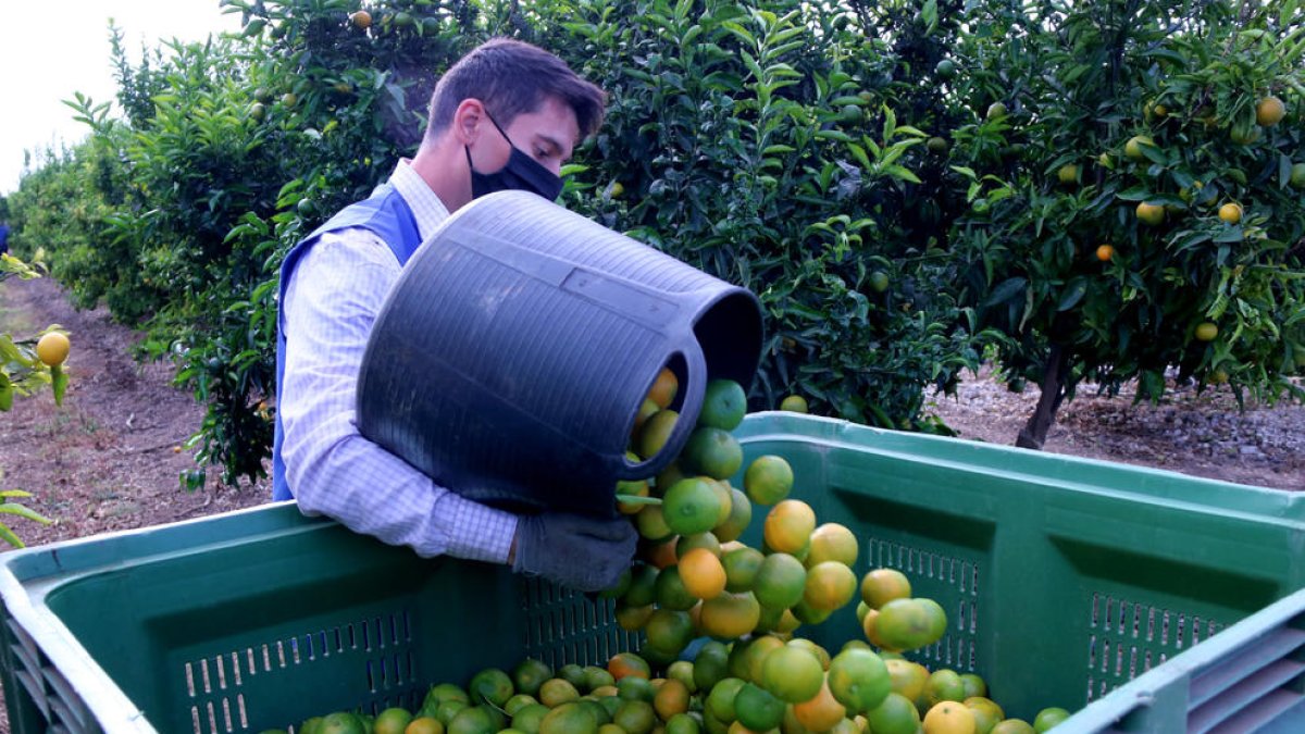 Denuncian que los compradores de cítricos dejan las cosechas en los árboles y los reducen los precios