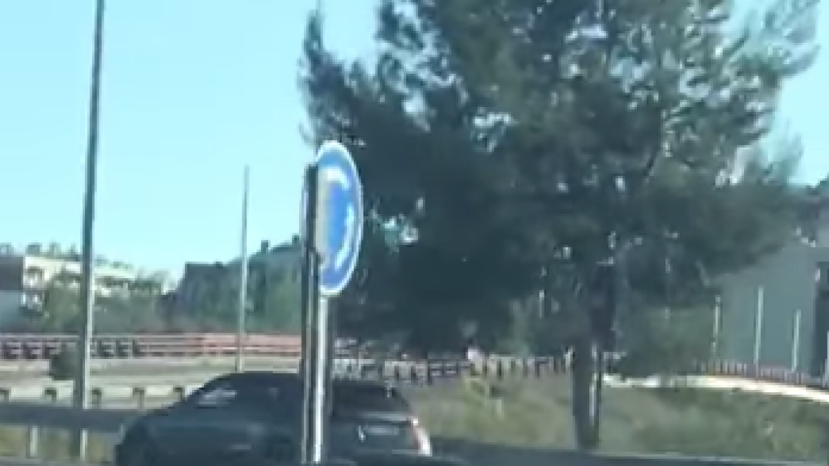 Tres porcs senglars es passegen per Tarragona