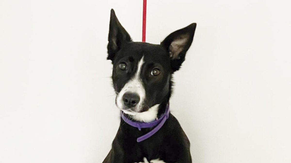 Busquen una gossa que va desaparéixer dissabte per la platja Llarga de Tarragona