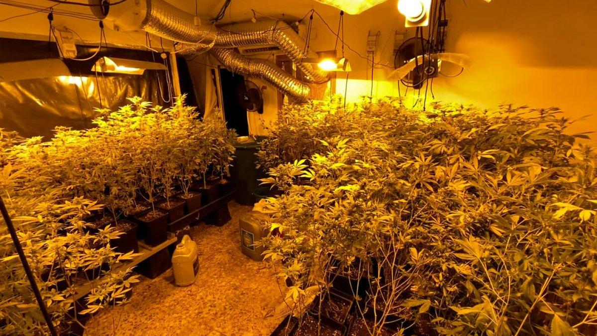 Desarticulado un grupo criminal especializado en el cultivo de marihuana que operaba desde Cunit