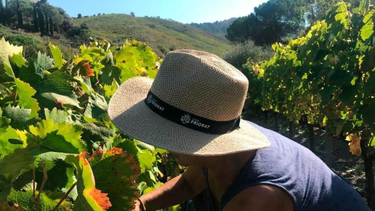 La DOQ Priorat fa front a l'arna Lobesia Botrana amb tècniques de confusió sexual