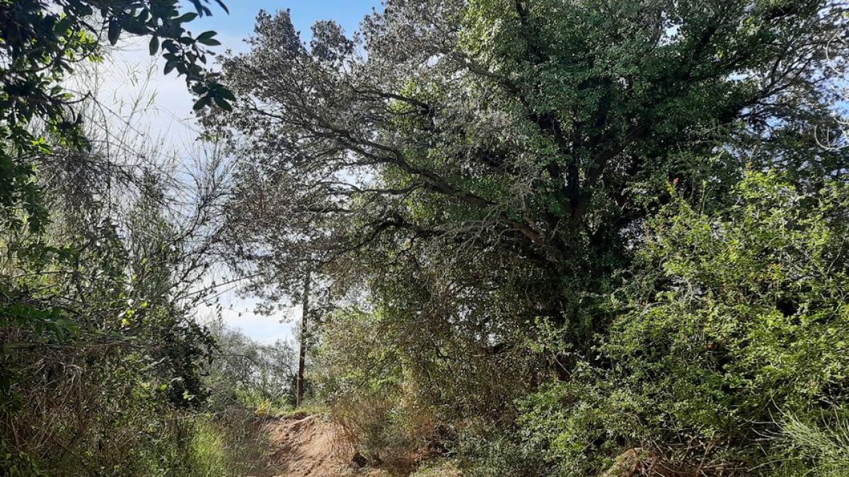 El Ayuntamiento de Reus inicia una nueva campaña de arreglo de caminos