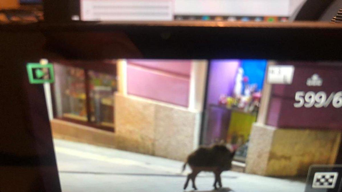 Un porc senglar es passeja per la plaça Corsini de Tarragona