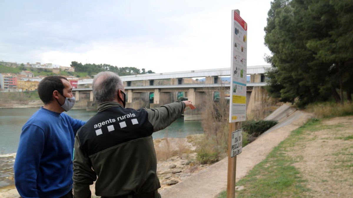 Proponen crear pasos de fauna en el Ebro en los tramos donde mueren nutrias atropelladas