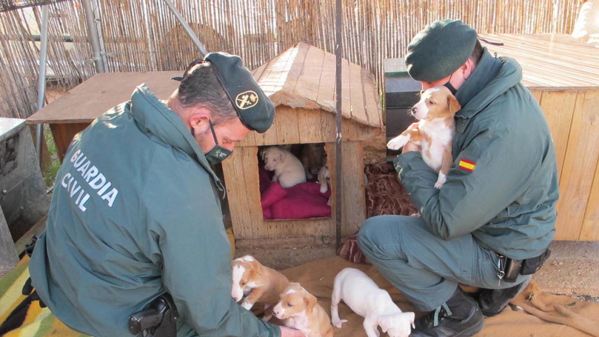 Rescaten vuit cadells i una gossa amb símptomes de desnutrició i insalubritat a Roquetes