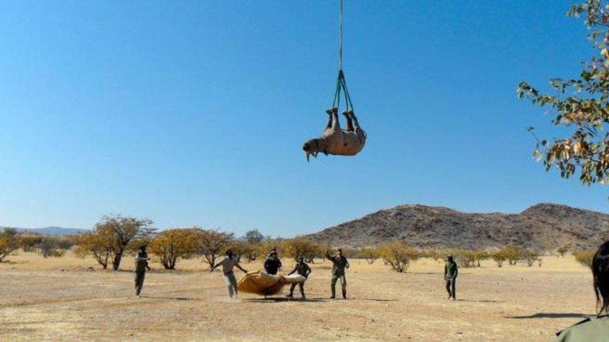 La raó per la qual és millor que els rinoceronts viatgin boca avall en helicòpter