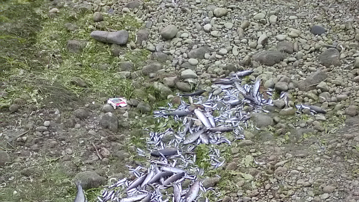 Apareixen centenars de peixos morts al Francolí en la primera sequera de l'any