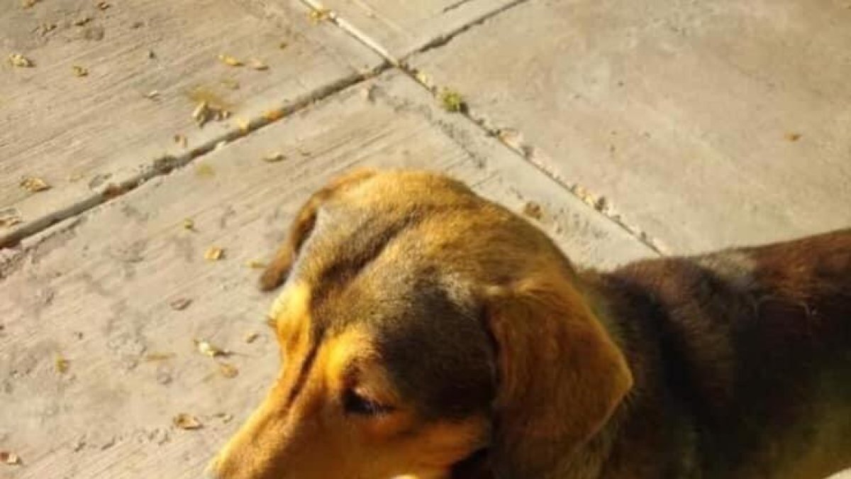 Justícia per a Rodolfo, un gos que van matar a ganivetades