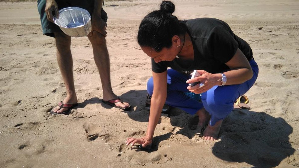 Detectan una alta concentración de microplásticos y presencia de fibras de poliéster en la costa tarraconense