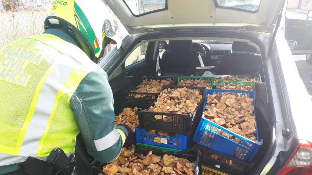 Detingut per conduir sense permís un home que portava 100 quilos de rovellons