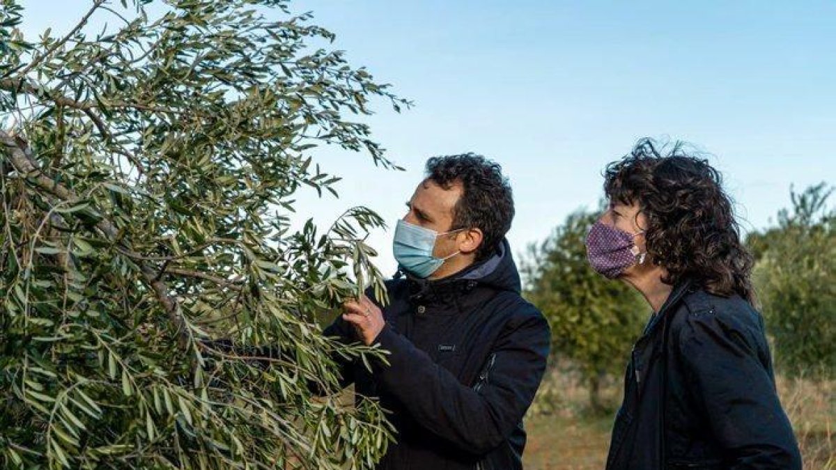Agricultura anuncia ajudes per recuperar les oliveres danyades pel Filomena