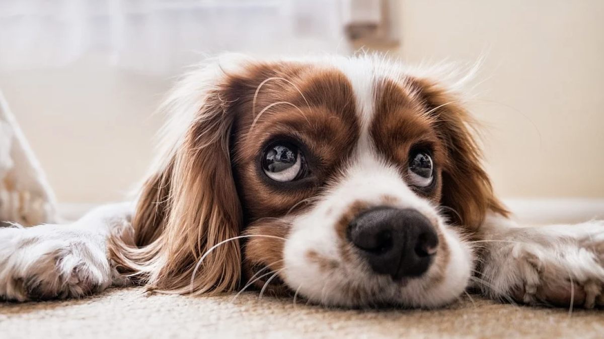 Si la teva mascota té problemes gàstrics, aquesta pot ser la causa