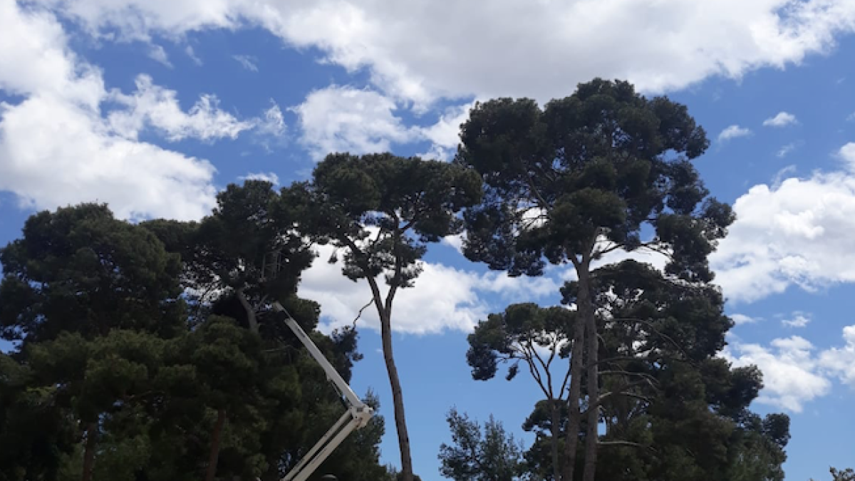 Retiran de Mas Iglesias 37 nidos de cotorra argentina