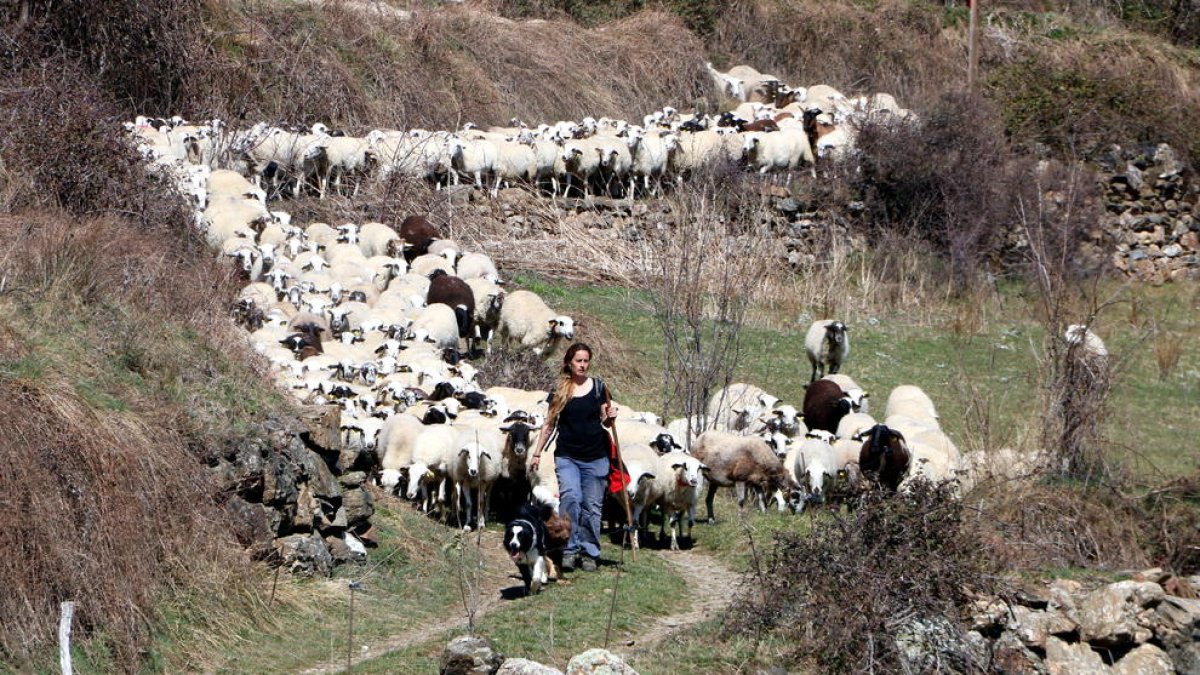 Pla general de la pastora Anna Plana amb el seu ramat d'ovelles a la Vall d'Àssua, al Pallars Sobirà, l'11 de març del 2020. (horitzontal)
