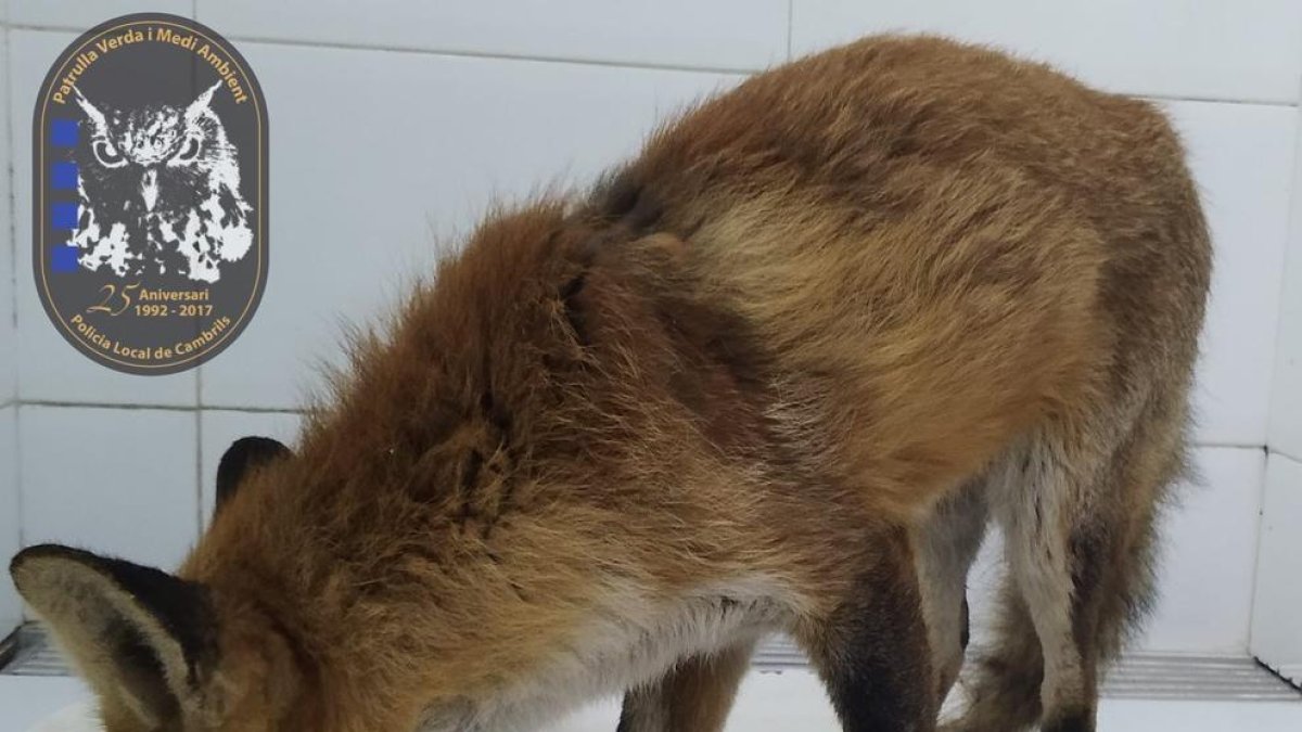 Rescatan un zorro herido en el camino de Cambrils a Mont-roig