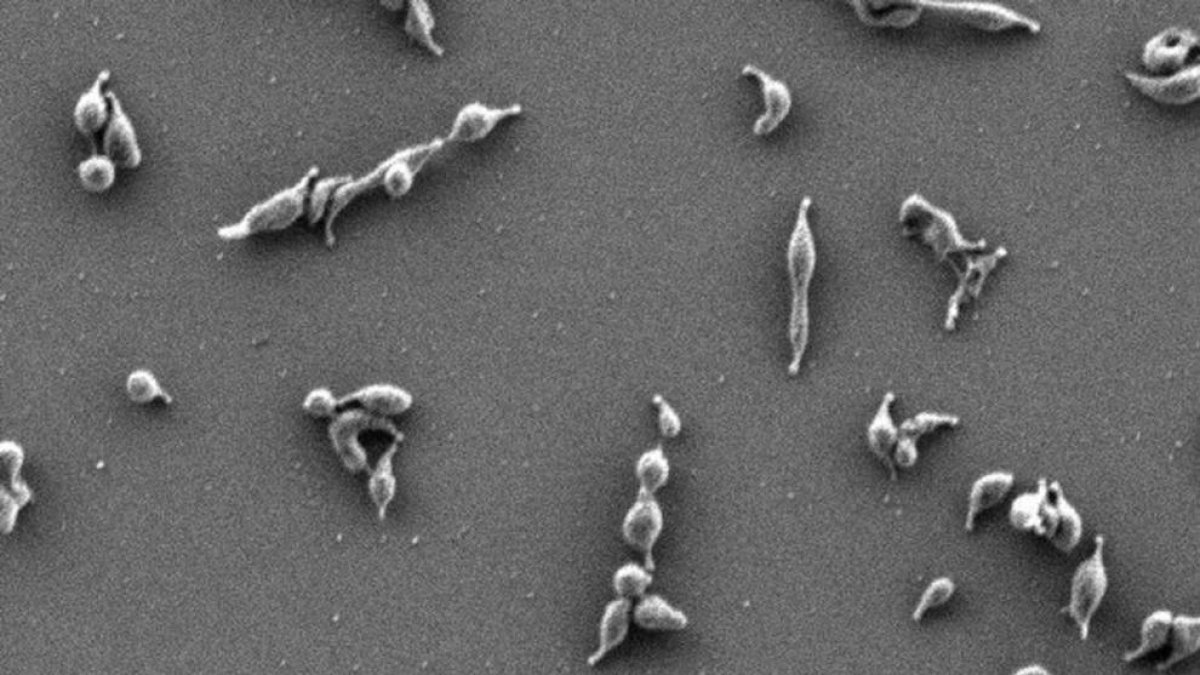 Descrit un mecanisme molecular pel qual els bacteris s'adhereixen a les cèl·lules per infectar-les