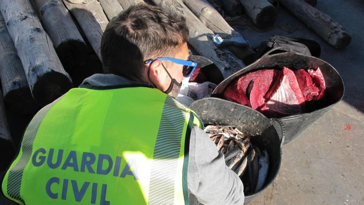 Investiguen dues persones per pescar tonyina vermella a l'Ametlla de Mar en època de veda