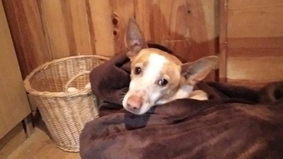 Un gos recorre 25 quilòmetres fins a Blancafort per retrobar-se amb la noia que el va salvar