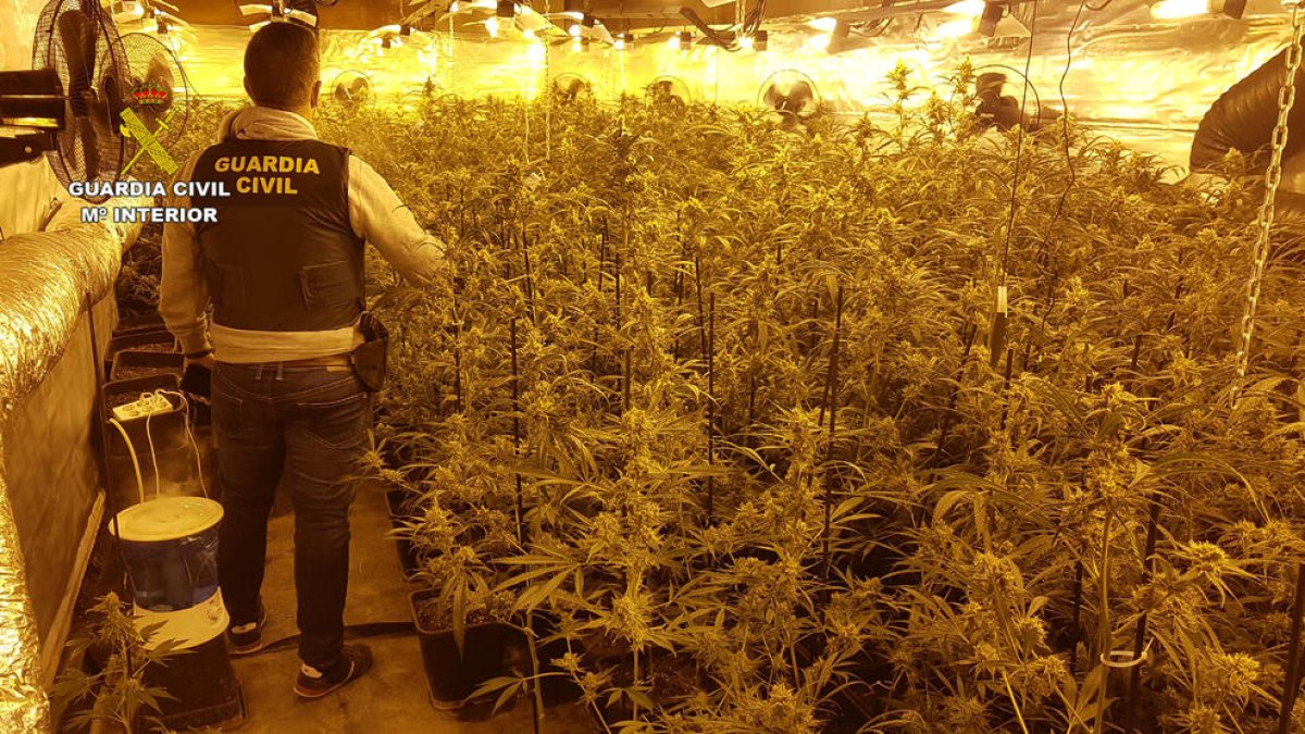 Desmantelada una plantación con más de 1.600 plantas de marihuana en Barberà de la Conca
