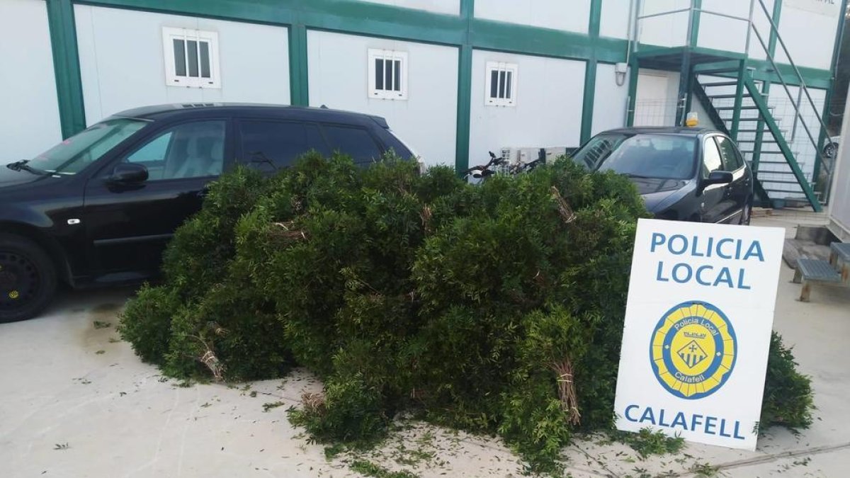 Pillan a un grupo de personas expoliando lentisco en Calafell