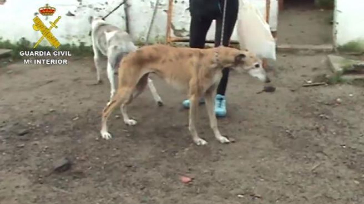 Detingut el propietari d'una gossera clandestina amb un centenar d'animals sense cuidar