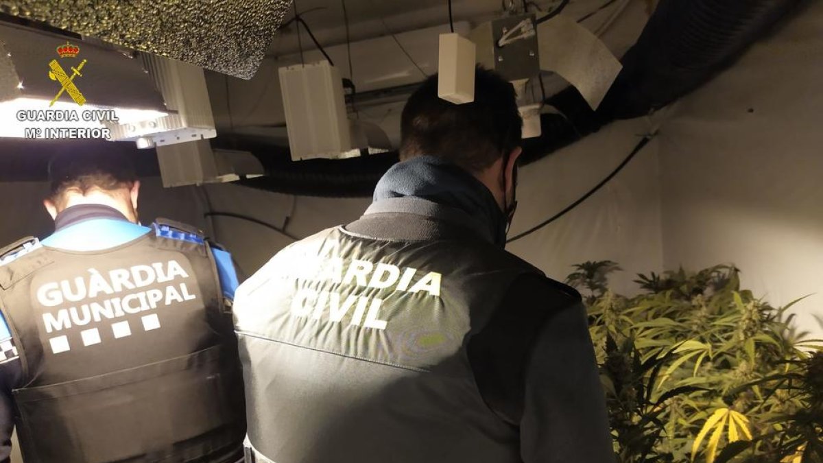 La Guàrdia Civil desmantella una plantació de marihuana del tipus indoor a Riudoms
