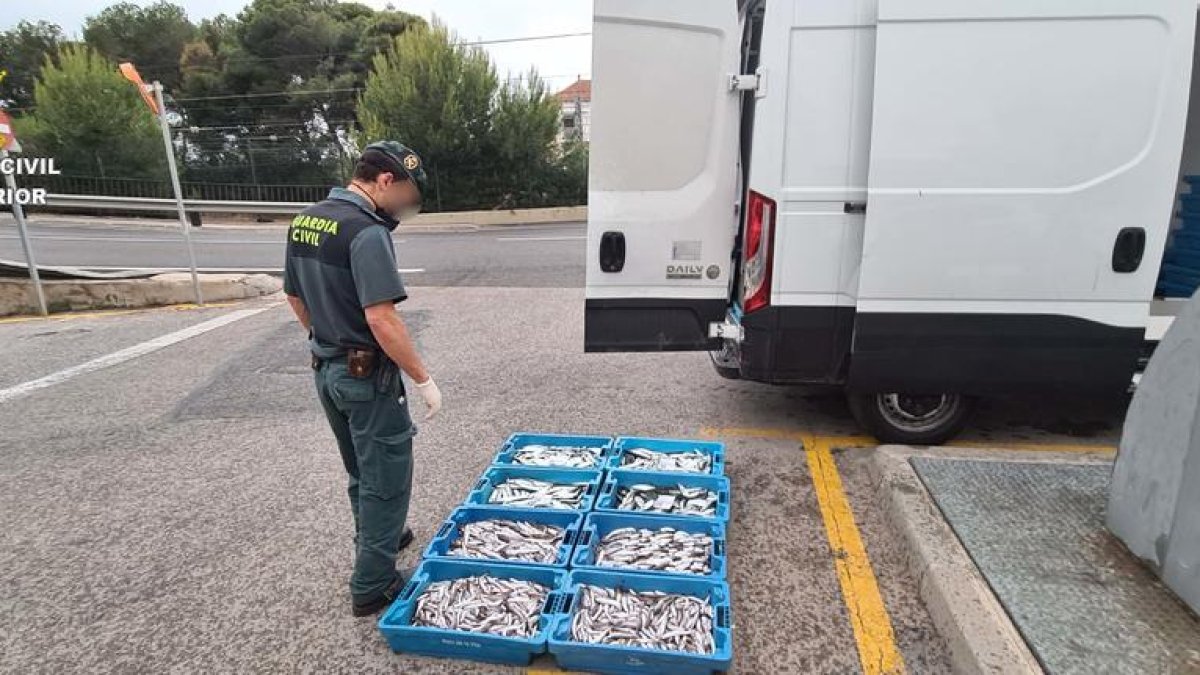 La Guàrdia Civil intercepta més de 50 quilos de peix de talla antireglamentària a L'Ametlla de Mar