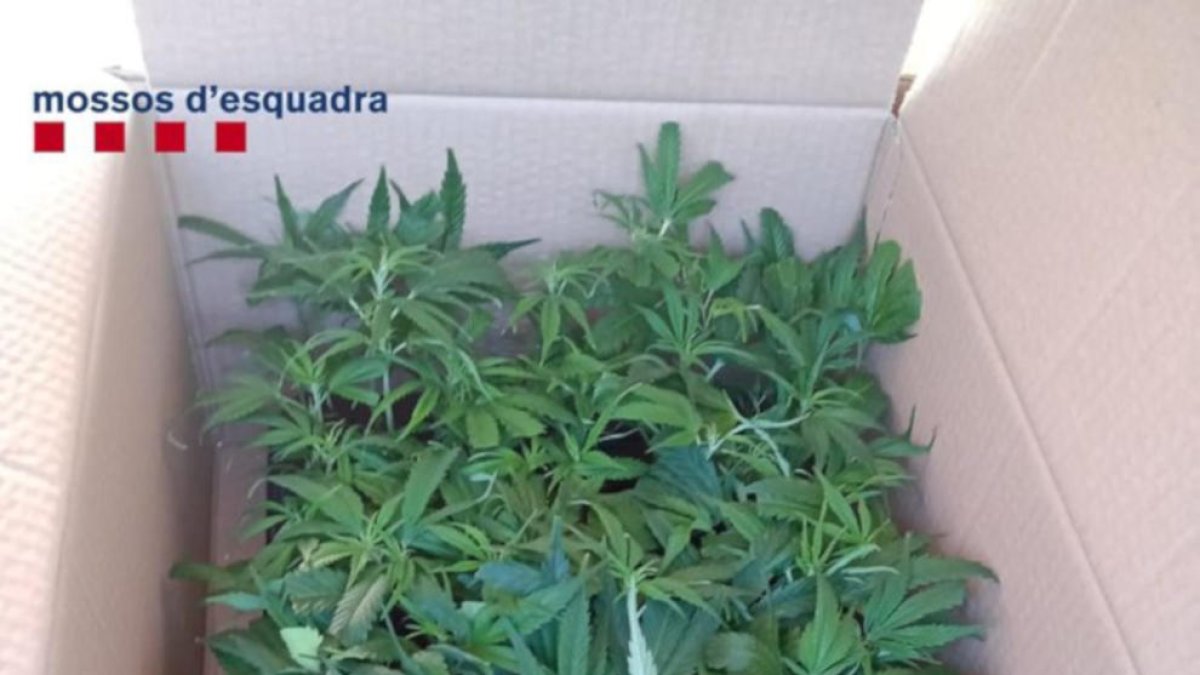 Detenido en Figueres un hombre que conducía drogadicto y con cinco kilos de marihuana dentro de la furgoneta