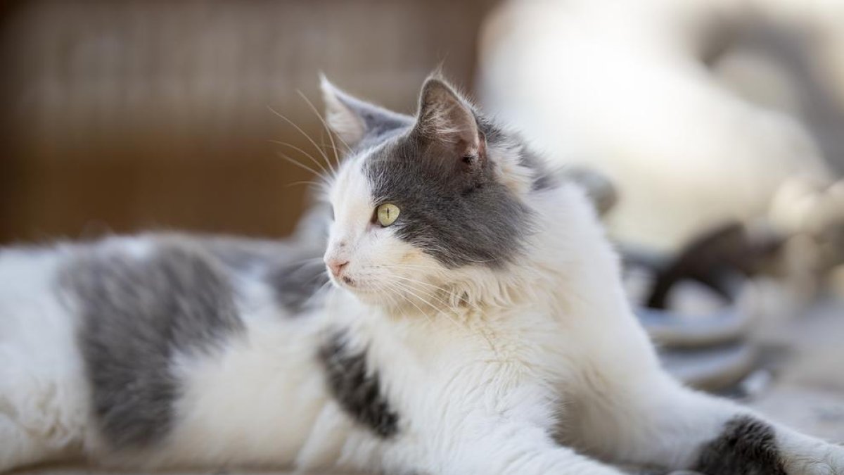 Encuentran el cadáver descompuesto de una anciana comido por sus gatos