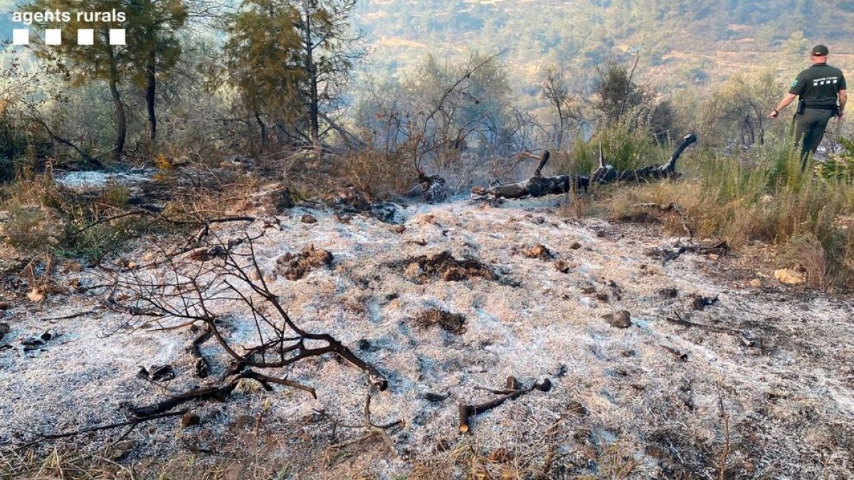 Queman dos 2 hectáreas de pino carrasco y matorrales en Palma d'Ebre