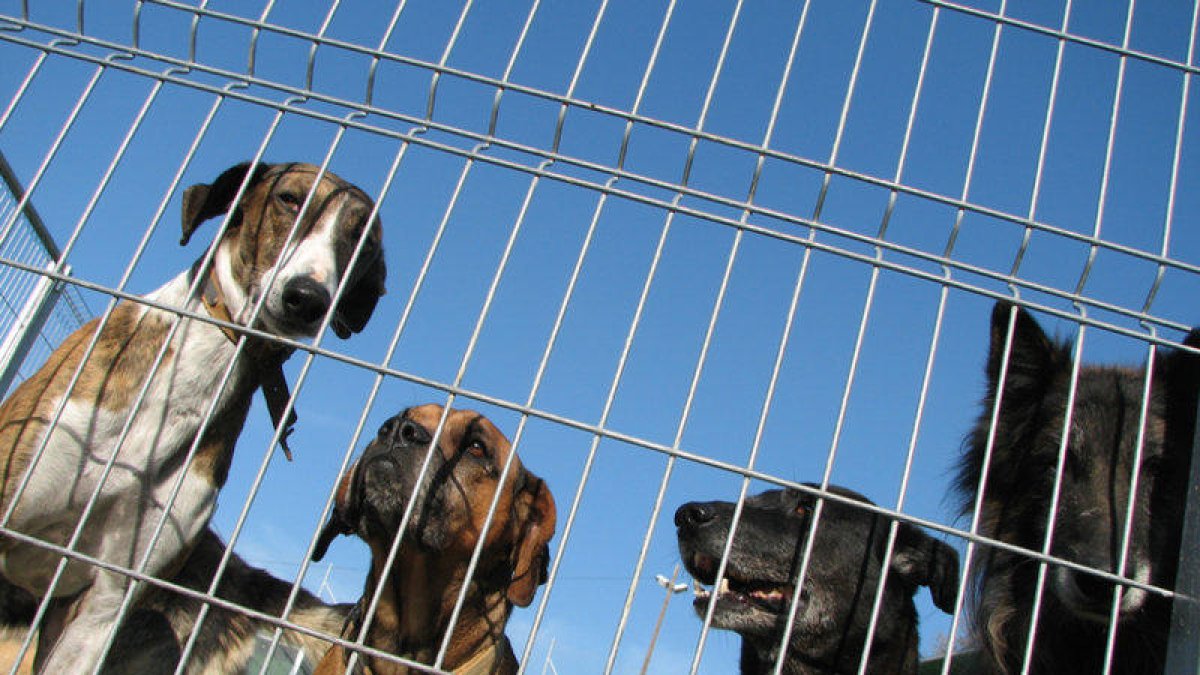 Va llençar a la brossa tres gossos, dos van morir i la van trobar gràcies a una prova d'ADN