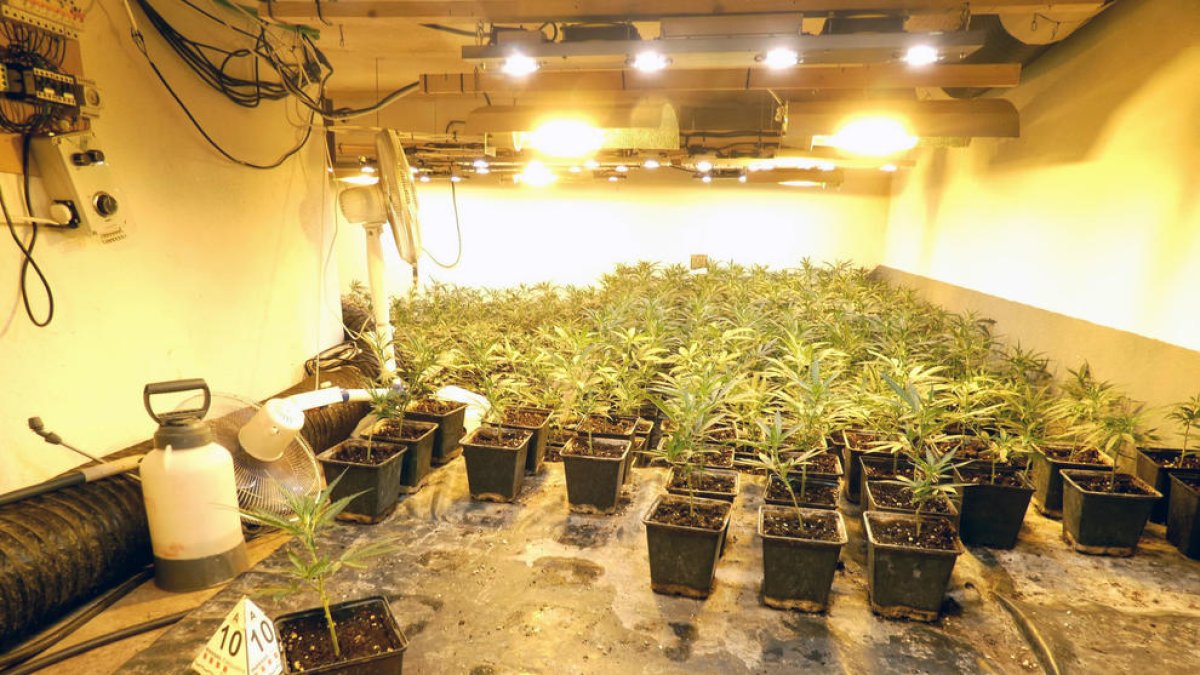 Detenido un hombre en Tarragona por cultivar marihuana destinada al tráfico a gran escala
