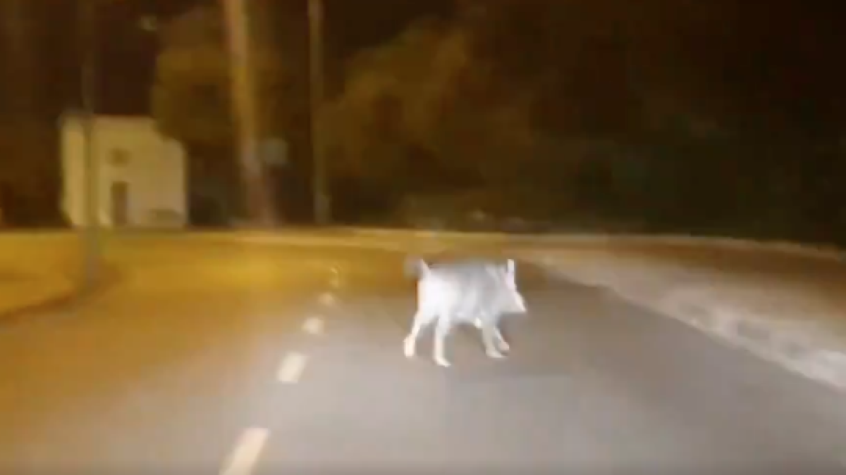 Un jabalí pasea de madrugada por Reus