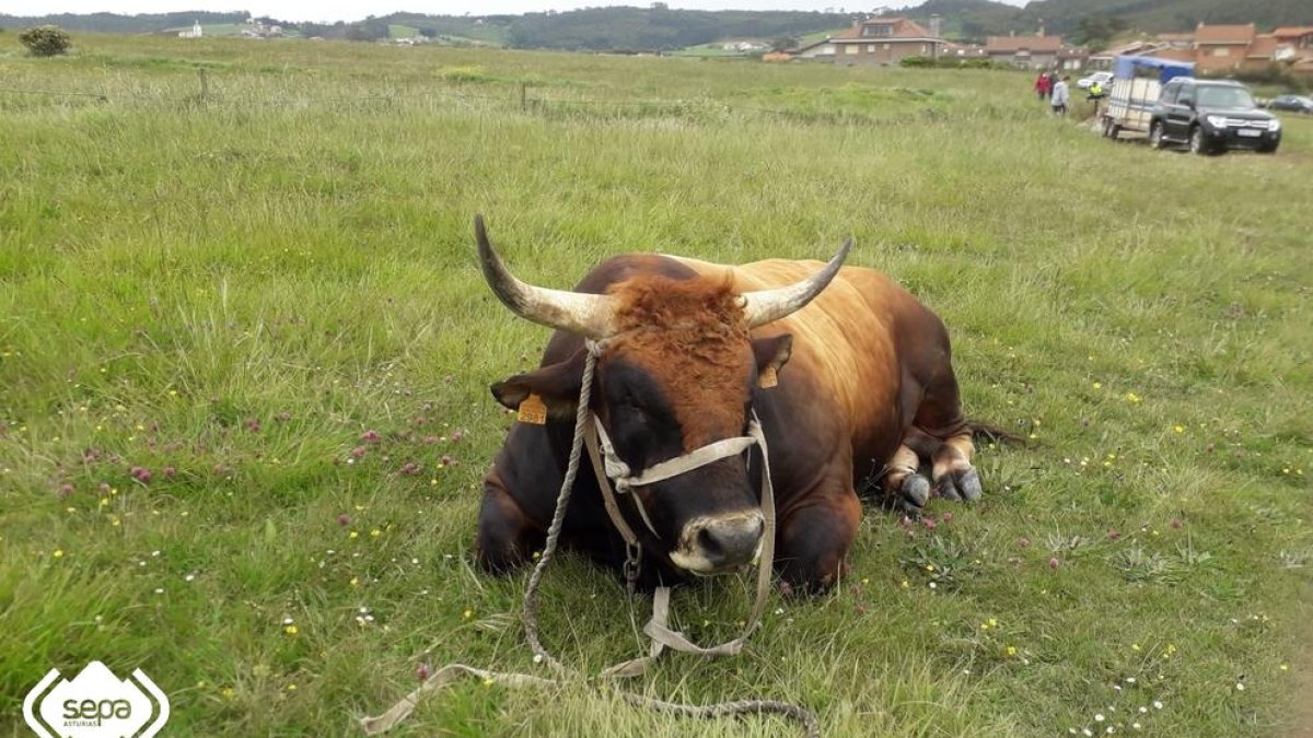 Rescaten a Astúries un bou d'una tona de pes que havia quedat atrapat a una platja