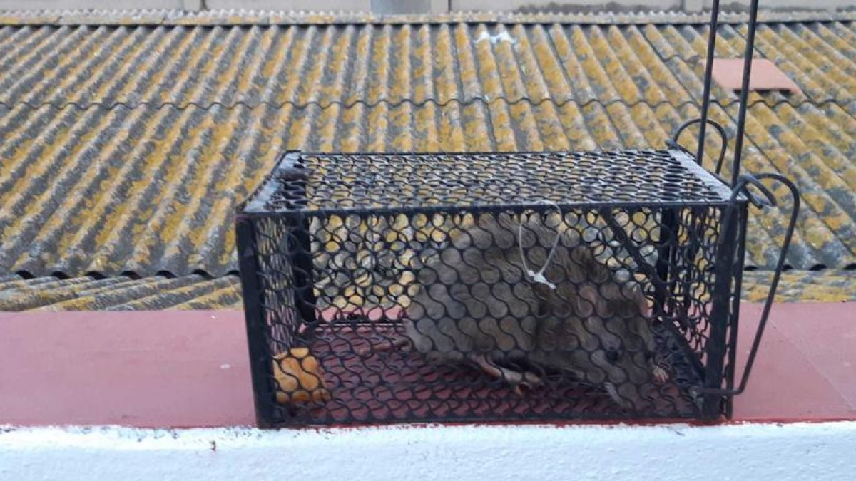 Un vecino de Tarragona denuncia encontrar «ratas como conejos» en el terrado de su casa constantemente