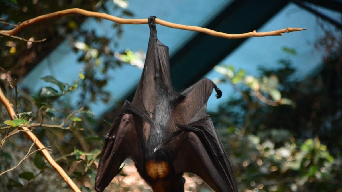 Los parques eólicos matan cada año además de 100.000 murciélagos en España