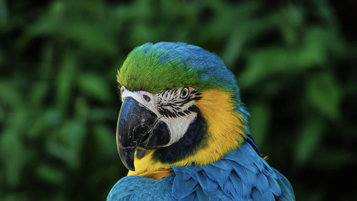 Roben 16 lloros d'una botiga de Riudoms durant la matinada de dissabte