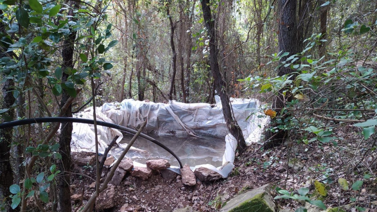 Ingressen a presó dos homes per cultivar 5.000 plantes de marihuana en una zona boscosa al Baix Camp