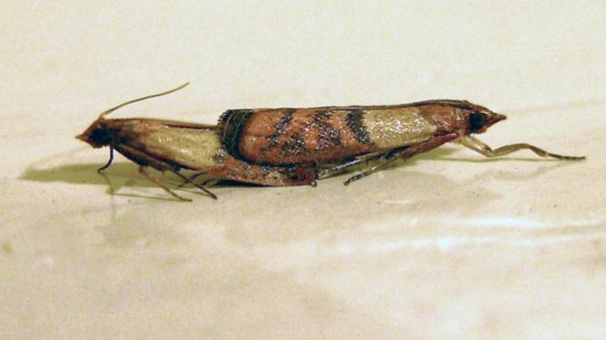 Las polillas caníbales ayudan a los científicos a entender cómo evoluciona el egoísmo extremo