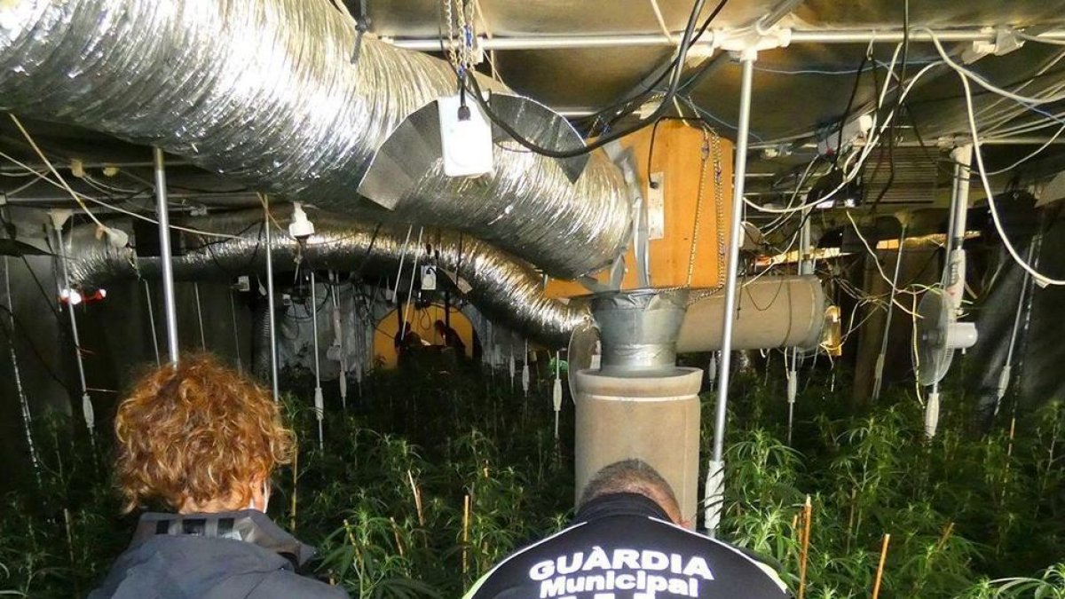 Desmanteladas dos plantaciones 'indoor' de marihuana en l'Ampolla y Roquetes