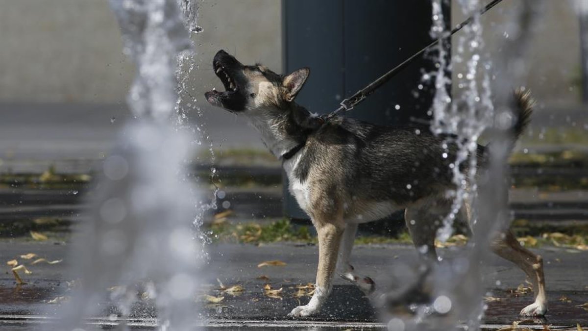 animals, gos, calor, macotes