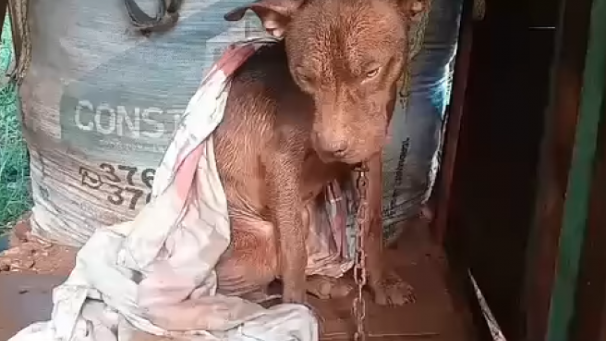 Roba el gos del seu veí perquè deixés de viure maltractat: «Prefereixo anar pres abans que mori»