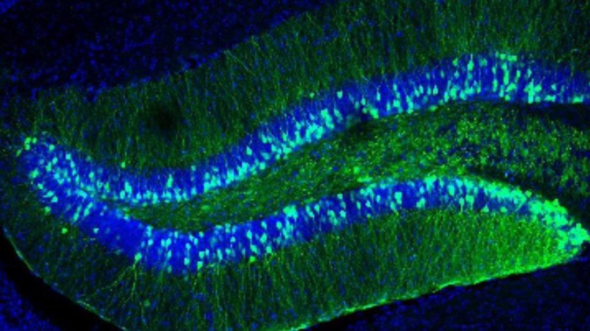 Descubren cómo afecta al aprendizaje y la memoria a la alteración de un gen
