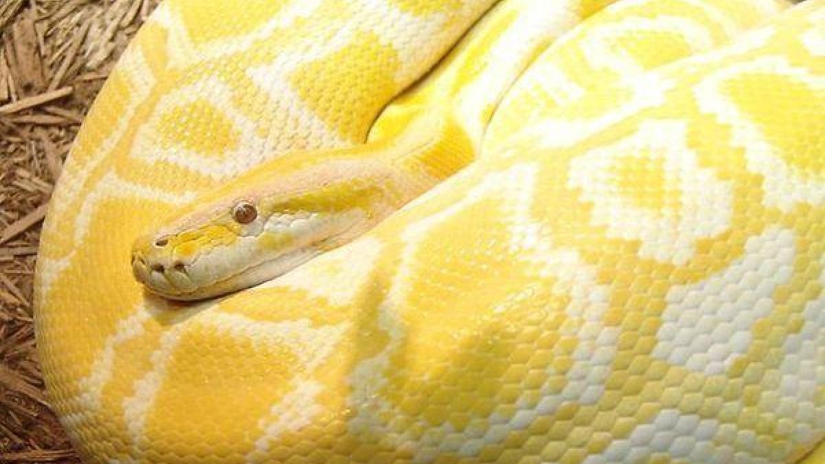 Una pitó mossega als genitals a un home que estava assegut al vàter, a Àustria