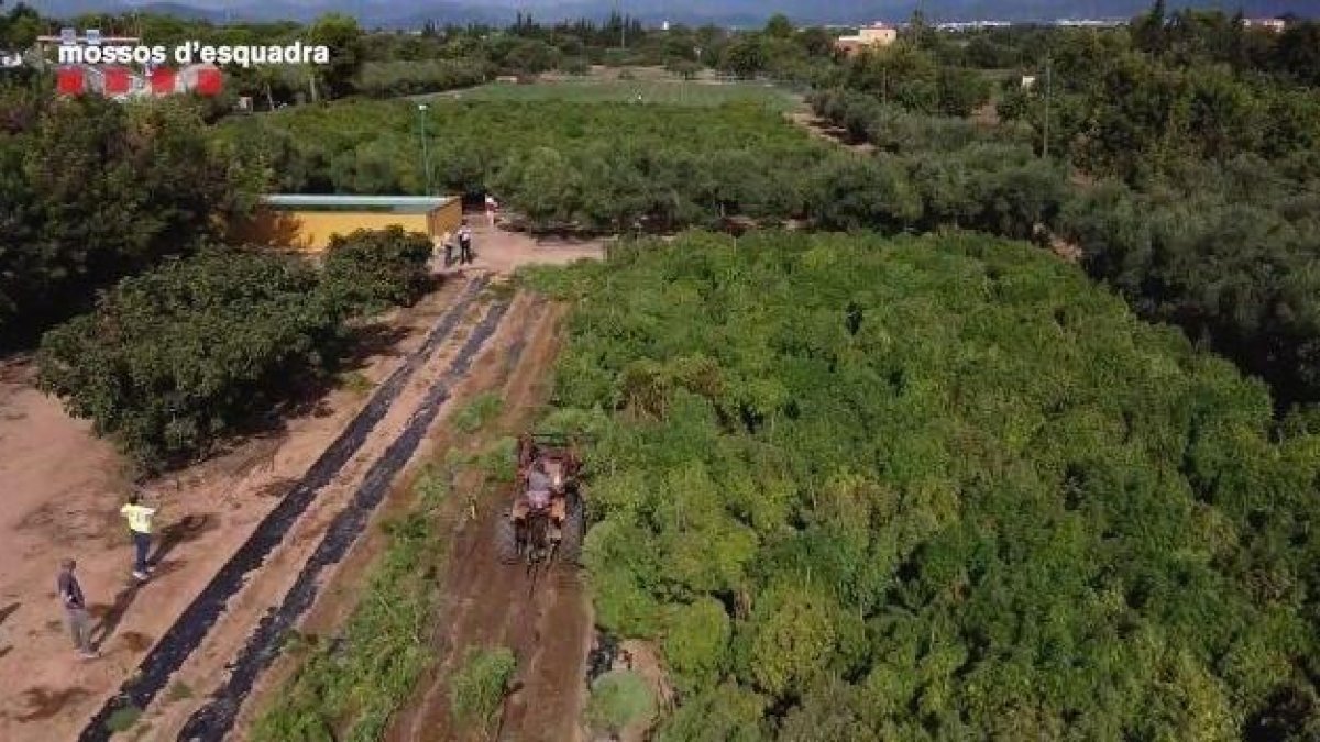 Desmantellen dues plantacions il·legals de cànem al Camp de Tarragona
